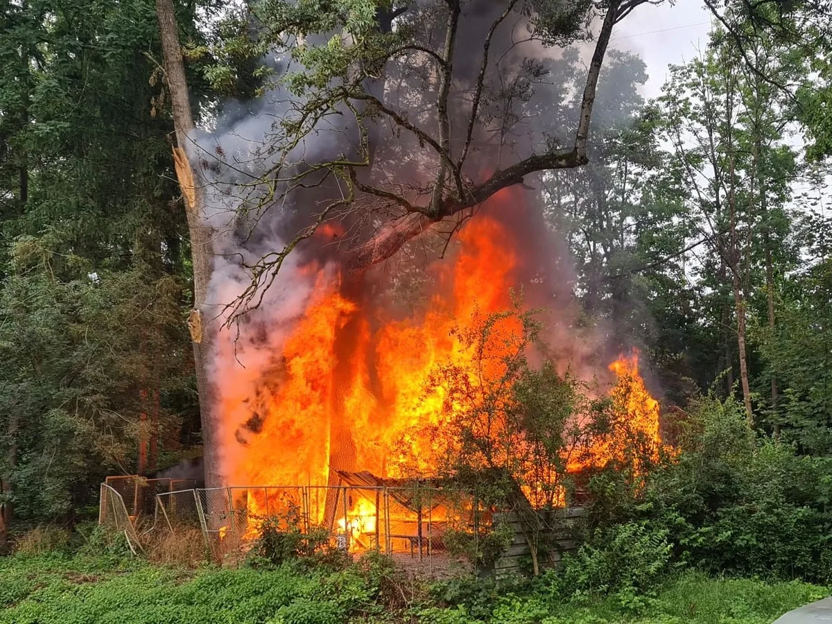 214737559_4108316769264071_7437910750207138591_n Hinter der Ara Neugut in Dübendorf brannte am Sonntagabend ein Schopf., Die Feuerwehr musste das Löschwasser von weit her zum Brandort transportieren., 30 Feuerwehrleute standen während sechs Stunden im Einsatz., ,