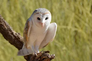 barn-owl-2418007_1920 Birdlife hofft, dass sich die stark gefährdete Schleiereule mit der Verbreitung der Greifvogelstangen vermehrt ansiedelt. , Auch auf den Wiesen des Ustermer Landwirten Martin Pfister stehen die Greifvogelstangen zum Kampf gegen die Mäuse., Dieser Mäusebussard fand schnell Gefallen an der Stange. Nach nur einer Stunde hat er sie für sich entdeckt., Vereinsmitglieder von Blühpatenschaften Uster bauen die Greifvogelstangen zusammen.