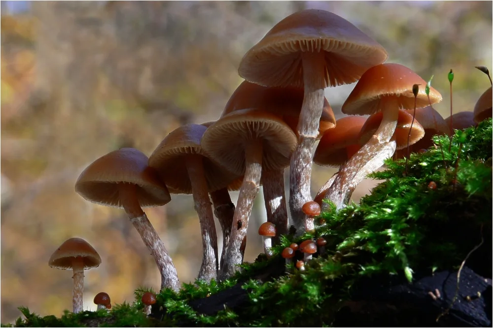 gifthaeublinge Pilze sind oft schön anzusehen; einige sind aber giftig. Bei Unklarheit sollte die Pilzkontrolle aufgesucht werden.