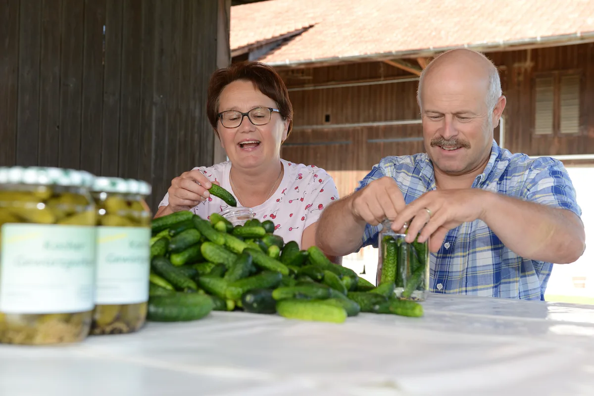 bu_essiggurken_moenchaltorf_kocher_18082021_jam14 Seit fünf Jahren tritt die Familie Kocher vom Lindhof wieder in die Fussstapfen des Grossvaters und produziert Essiggurken., Von der Aussaat bis zum Verkauf macht die Familie alles selber., Nach fast 50 Jahren Pause stieg die Familie wieder ein ins Gurkengeschäft, das der Grossvater einst auf die Beine gestellt hat.