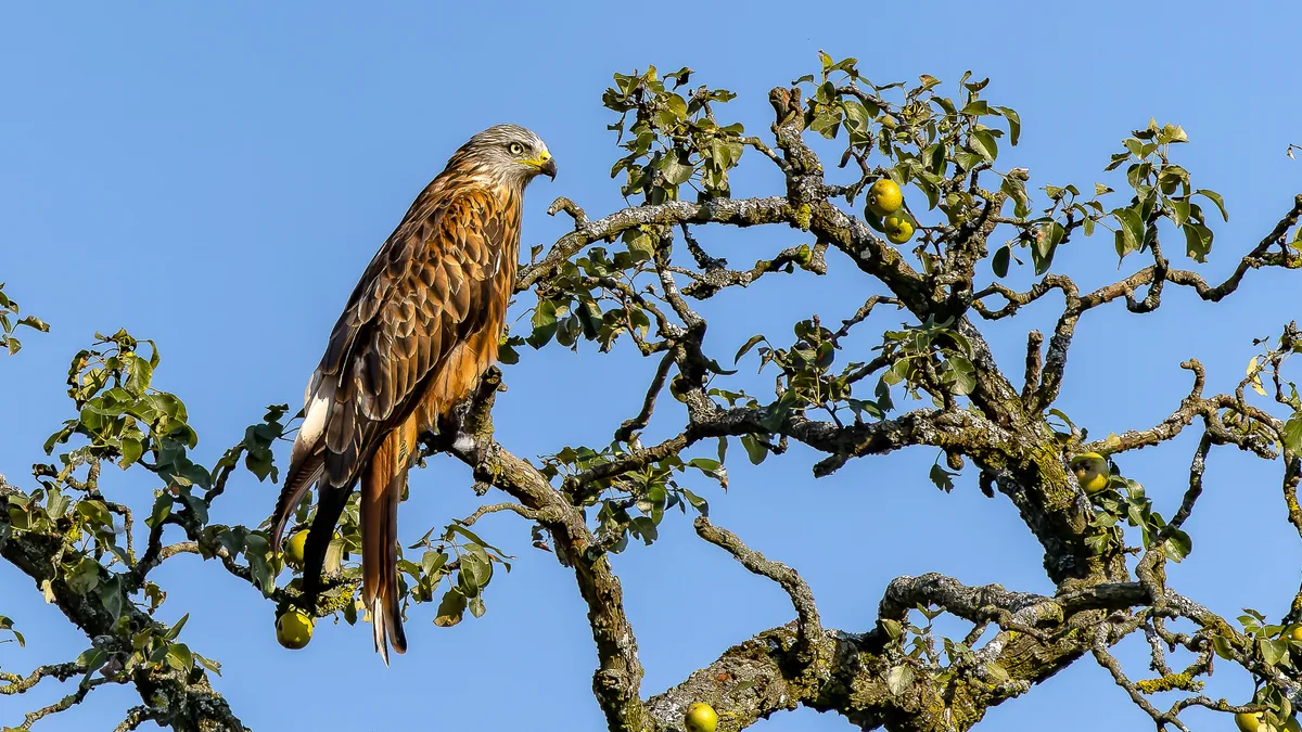 fritz_sigg_aus_lindau_rotmilan_auf_einem_apfelbaum_in_lindau-min Platz 1 mit 42 Stimmen: Ein Rotmilan auf einem Apfelbaum in Lindau, Platz 2 mit 17 Stimmen: Ein Marienkäfer auf einer Rosenblüte in in Effretikon, Platz 3 mit 14 Stimmen: Sonnenaufgang am Pfäffikersee, Platz 4 mit 11 Stimmen: Morgenstimmung in der über der Forch , Platz 5 mit 10 Stimmen: Giessenturm in Dübendorf im Bau