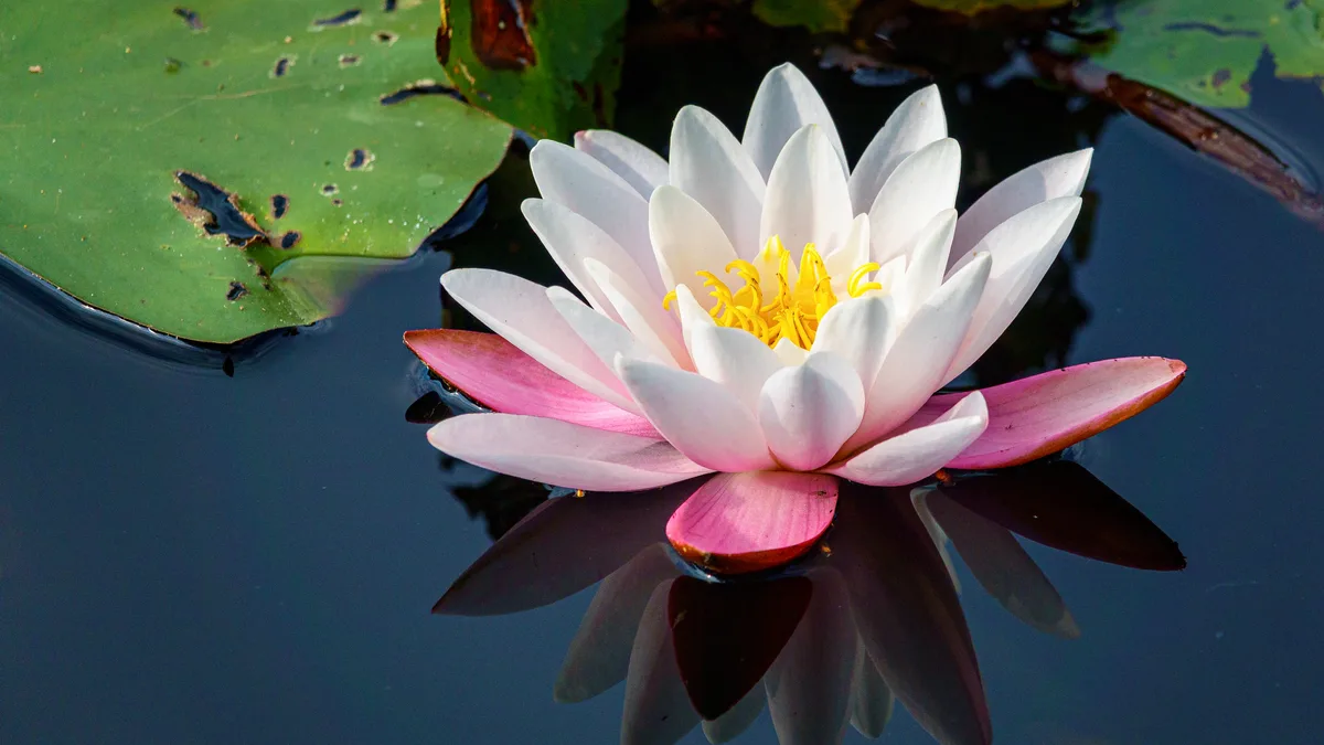 brigitte_burkhalter_seerose Platz 1 mit 62 Stimmen: farbenfrohe Seerose , Platz 2 mit 24 Stimmen: Zwei Schwalbenschwanzraupen in Grüningen, Platz 3 mit 14 Stimmen: Abendstimmung in Fehraltorf, Platz 4 mit 11 Stimmen: Sonnenaufgang über dem Pfäffikersee, Platz 5 mit 9 Stimmen: Kühe am Grasen