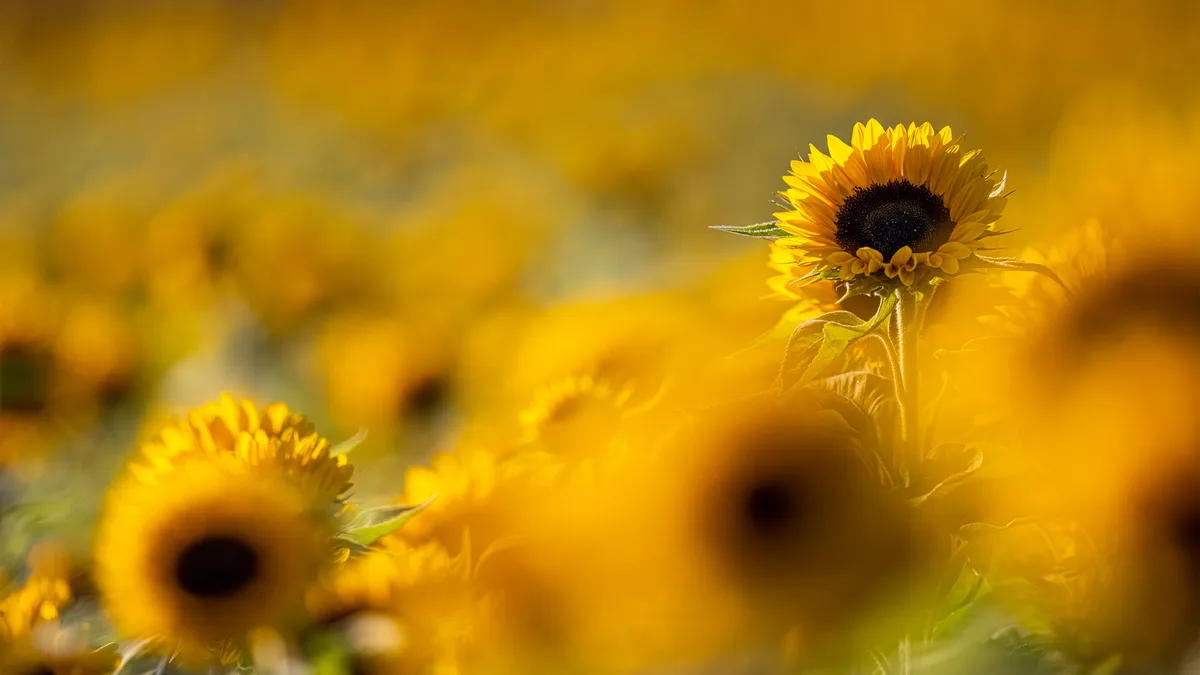 Platz 1 mit 811 Stimmen: Sonnenblumen in den letzten Sonnenstrahlen in Schwerzenbach, Platz 2 mit 663 Stimmen: Blaumeise in Saland, Platz 3 mit 219 Stimmen: Sonnenaufgang am Pfäffikersee, Platz 4 mit 214 Stimmen: Eichhörnchen im Flug, Platz 5 mit 153 Stimmen: Pilze in Fehraltorf