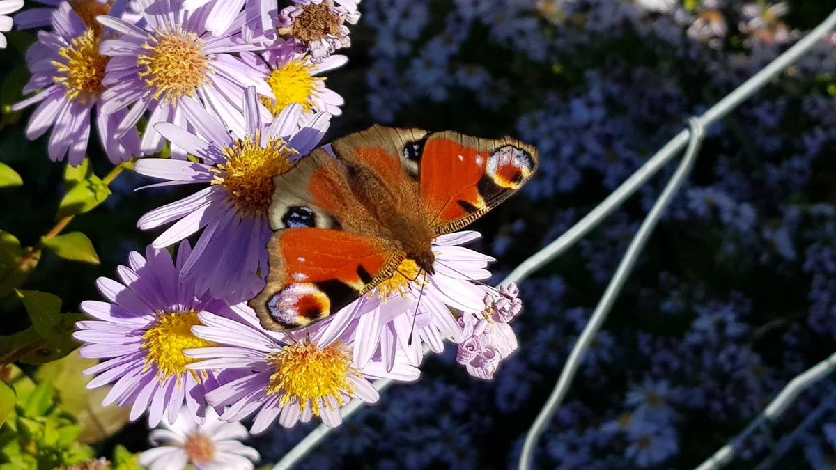 https-zueriost-ch-sites-default-files-media-2021-10-19-monika_fritschi_aus_neschwil_tagpfauenauge_geniesst_den_goldenen_herbst_in_neschwil2-jpg Platz 1 mit 182 Stimmen: Tagpfauenauge geniesst den goldenen Herbst in Neschwil, Platz 2 mit 118 Stimmen: Töss Wasserfall bei Fischenthal, Platz 3 mit 46 Stimmen: Morgenstimmung am Pfäffikersee, Platz 4 mit 43 Stimmen: Neblige Morgenstimmung über dem Greifensee bei Egg, Platz 5 mit 28 Stimmen: Kemptnertobel