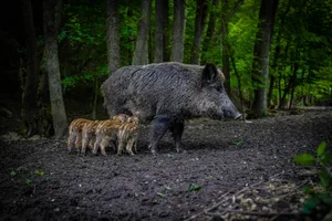 https-zueriost-ch-sites-default-files-media-2021-10-20-wild-boar-5219619_1920_0-jpg Wildschweine in der Region verbreiten sich aufgrund der Ernährungslage und des Klimawandels rasant., Nach Kollisionen mit Wildschweinen sollten Polizei und Jäger sofort informiert werden. Eine Fahrerflucht wird streng gebüsst., Der feine Geruchssinn der Schweine ermöglicht es ihnen auch im Winter, Nahrung unter der Schneedecke zu finden.