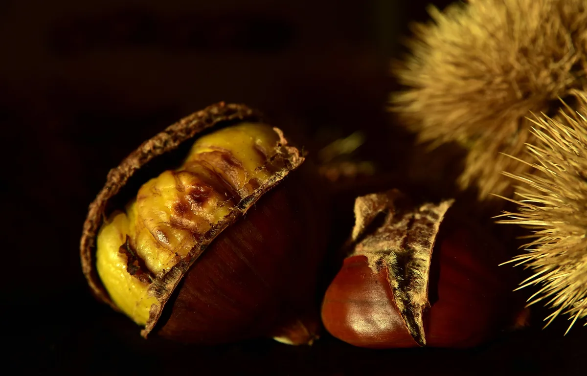 chestnut-ge80e0520e_1920 Wir zeigen, wie Marroni garantiert gelingen.