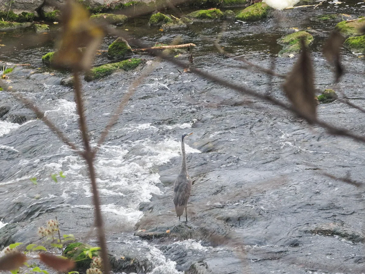 301021_murgauen_1_bre Dank der Revitalisierung sind an der Murg wieder mehr Tiere anzutreffen., Der Biber hat in der neuen Auenlandschaft einen Damm errichtet., Die Projektleiter erzählen den Exkursionsteilnehmern über die Revitalisierung der Murg.