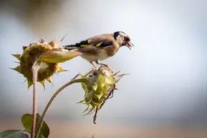 hinwil_21102021_herbst_crm_31 Nachdem die Mönchaltorfer Ja zur «Bienen-Initiative» gesagt haben, soll im «Rietwis» ein erstes Biodiversitätsprojekt entstehen.