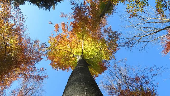 Platz 1 mit 84 Stimmen: Sonnenbeleuchtete Baumkrone in Weisslingen, Platz 2 mit 82 Stimmen: Abendrot über dem Greifensee, Platz 3 mit 33 Stimmen: Räbeliechtliumzug in Pfäffikon, Platz 4 mit 29 Stimmen: Fliegenpilz im Ustermer Wald, Platz 5 mit 27 Stimmen: Drohnenaufnahmen aus Hittnau
