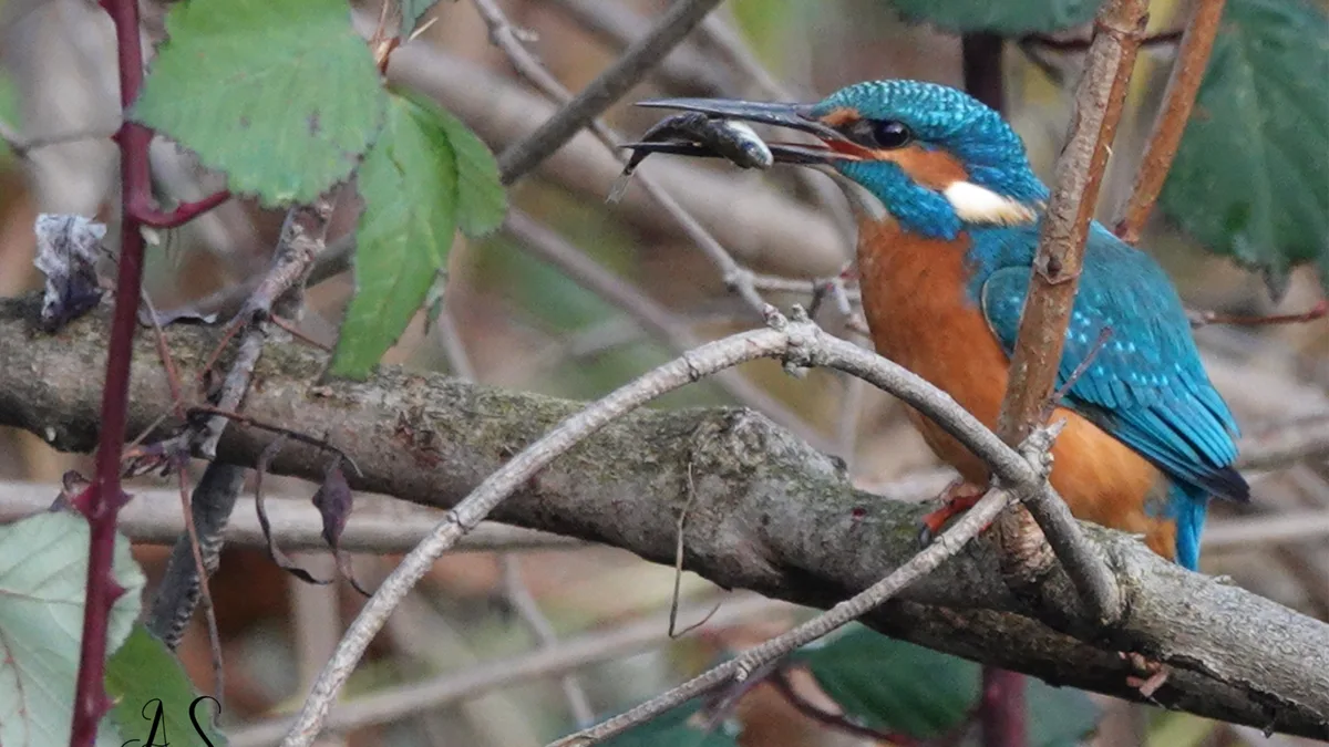 andrea_schmidhauser_aus_uster_eisvogel_mit_fisch_fotografiert_in_uster Platz 1 mit 32 Stimmen: «Eisvogel mit Fisch», fotografiert in Uster, Platz 2 mit 27 Stimmen: Sonnenaufgang über dem Dürntner Ried, Platz 3 mit 24 Stimmen: Rose im Morgenfrost, fotografiert in Wetzikon, Platz 4 mit 13 Stimmen: Sonnenaufgang am Pfäffikersee, Platz 5 mit 10 Stimmen: Wintereinbruch oberhalb von Kempten