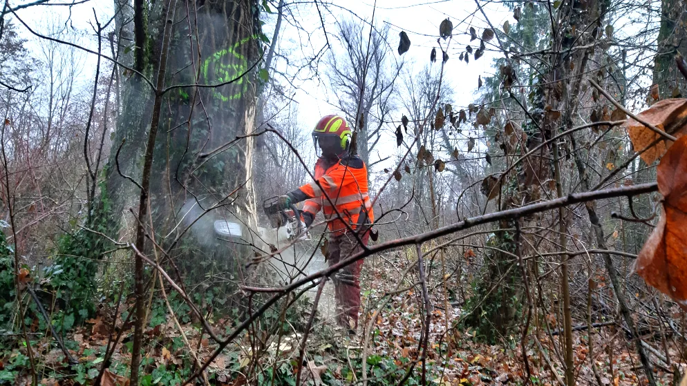 klein_baeume_faellen_auf_der_glattinsel_in_duebendorf_5 Rund 70 Bäume werden auf der Glattinsel gefällt., Es werden vor allem Eschen, aber auch einige Fichten geschlagen. , Die Wege entlang der Glatt sind wegen des Holzschlags gesperrt., Damit das Naturschutzgebiet nicht in Mitleidenschaft gezogen wird, übernimmt ein Hubschrauber den Abtransport der Bäume., Nichts mehr zu machen: Auch dieser Baum musste aus Sicherheitsgründen gefällt werden.