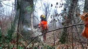 klein_baeume_faellen_auf_der_glattinsel_in_duebendorf_5 Rund 70 Bäume werden auf der Glattinsel gefällt., Es werden vor allem Eschen, aber auch einige Fichten geschlagen. , Die Wege entlang der Glatt sind wegen des Holzschlags gesperrt., Damit das Naturschutzgebiet nicht in Mitleidenschaft gezogen wird, übernimmt ein Hubschrauber den Abtransport der Bäume., Nichts mehr zu machen: Auch dieser Baum musste aus Sicherheitsgründen gefällt werden.