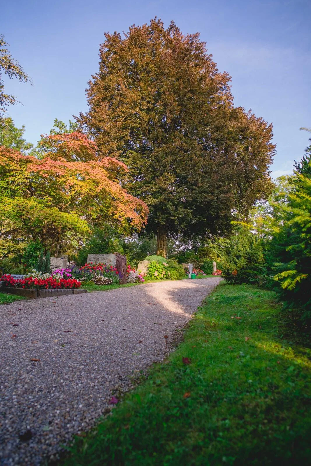 baumfaellungen-dotm_ Auch diese imposante Buche im Waldfriedhof muss aus Sicherheitsgründen entfernt werden.