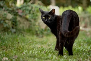 katze_pixabay_3405961_960_720 Katzen, die durch seinen Garten streifen: das wollte ein Senior mit einer ungewöhnlichen Massnahme unterbinden.