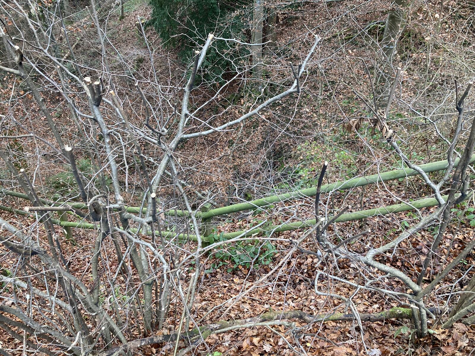 Das Dickicht unterhalb der Rällikerstrasse. Hier lag der Verunfallte.
