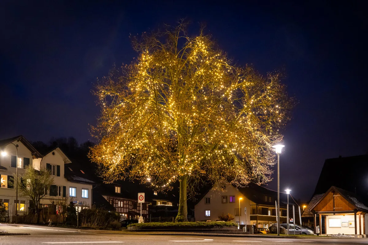 Ein geschmückter Christbaum.