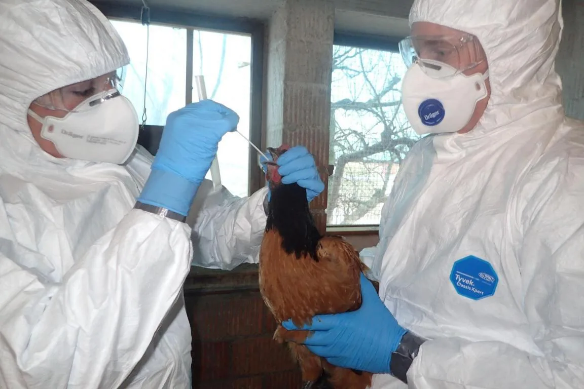 beprobung-1638795806951 Test im Schutzanzug: Nach einem Vogelgrippe-Fall in Hüntwangen wurden in den letzten Wochen Proben in 80 Betrieben genommen.