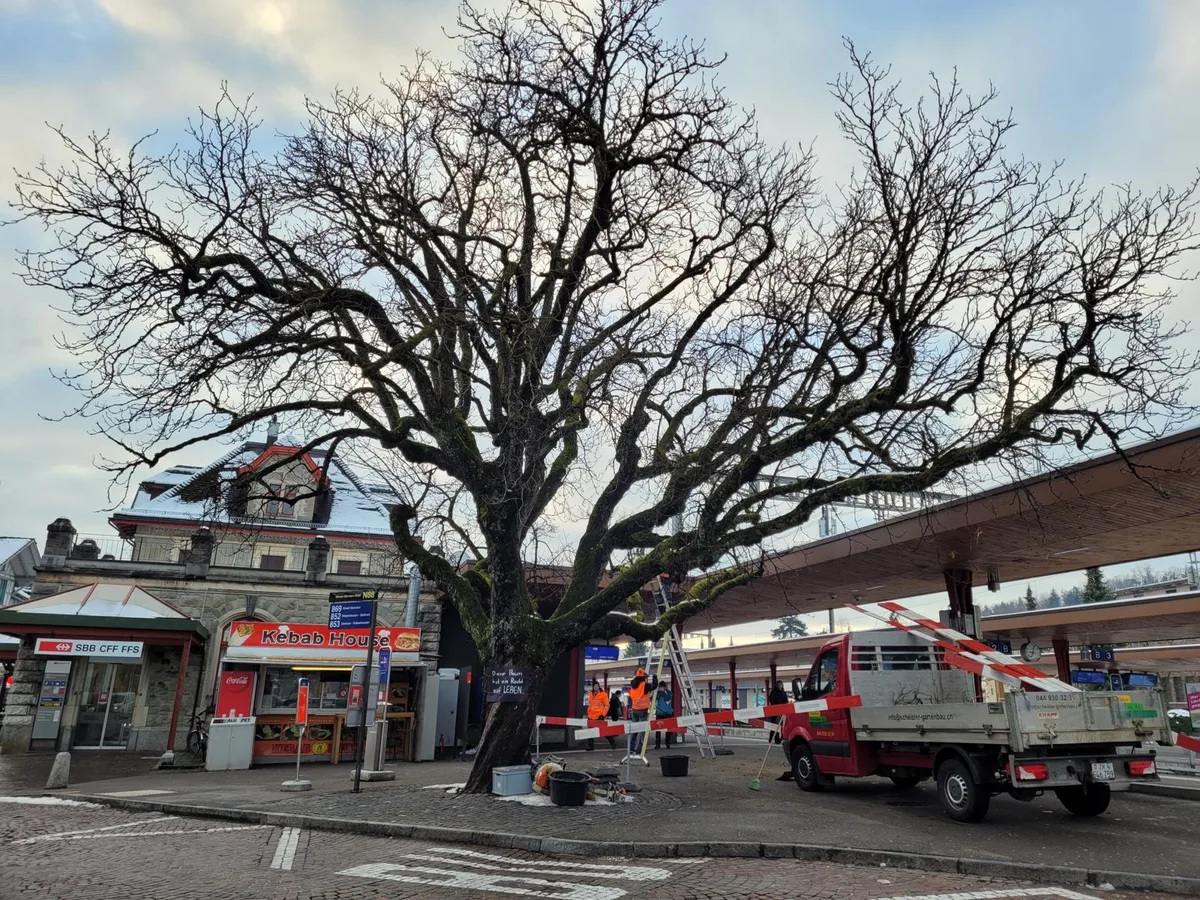 Ein Baum steht auf einem Platz, rundherum stehen Leute