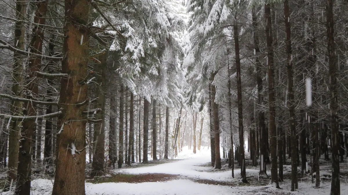 werner_ackermann_aus_weisslingen_winterstimmung_im_wald_bei_weisslingen2 Platz 1 mit 60 Stimmen: Verschneiter Wald in Weisslingen, Platz 2 mit 32 Stimmen: Abendpanorama, Platz 3 mit 29 Stimmen: Seegräben , Platz 4 mit 11 Stimmen: Ferngesteuertes Flugzeug vor der Sonne, Platz 5 mit 5 Stimmen: Morgenstimmung in Rüti