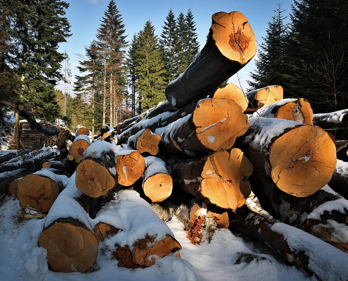 Wegen des Holzschalgs wird in Wetzikon ein Wanderweg gesperrt.