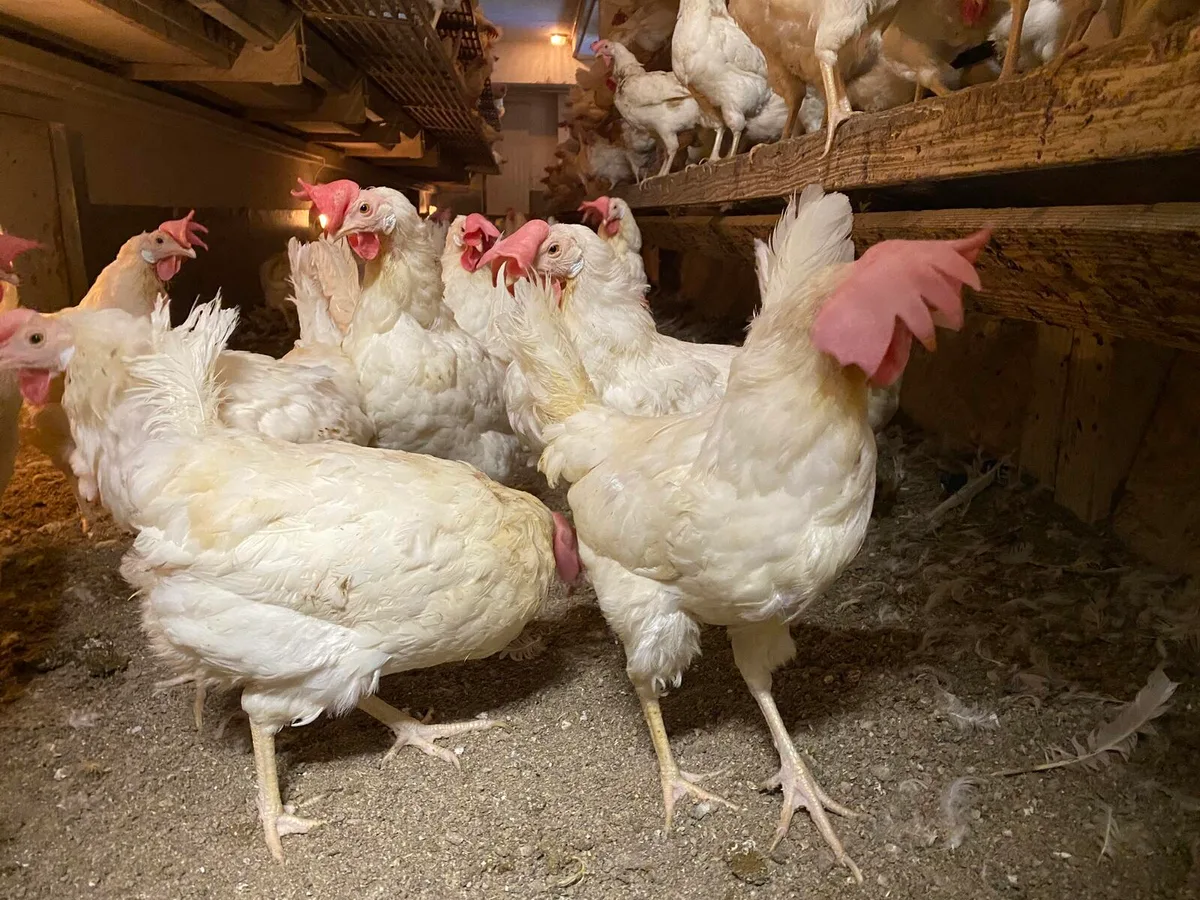 Fertig Bodenhaltung: Die 800 weissen Hennen aus der Nähe von Illnau haben ein neues Zuhause gefunden., Tierschutzhelfer packen bei der Ausstallung an., Die Hennen werden nur an neue Halter vergeben, die ihnen ein artgerechtes Leben bieten können.