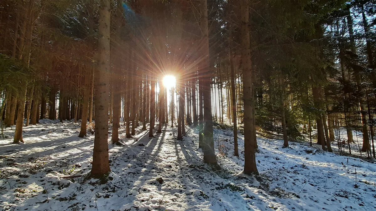 Platz 1 mit 51 Stimmen: Winterstimmung im Wald nahe Hermatswil, Platz 2 mit 41 Stimmen: «Zwillingsbäume im Gegenlicht in Bubikon», Platz 3 mit 32 Stimmen: Ente läuft vorsichtig auf Eis am Pfäffikersee, Platz 4 mit 28 Stimmen: Sonnenuntergang am Pfäffikersee, Platz 5 mit 22 Stimmen: Abendhimmel über Effretikon