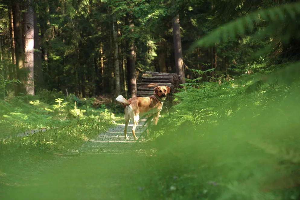 moritz-zink-ahcgmm0n26o-unsplash Gehörten Hunde im Rütiwald an die Leine oder nicht? Diese Frage beschäftigt zurzeit die Gemeinde.