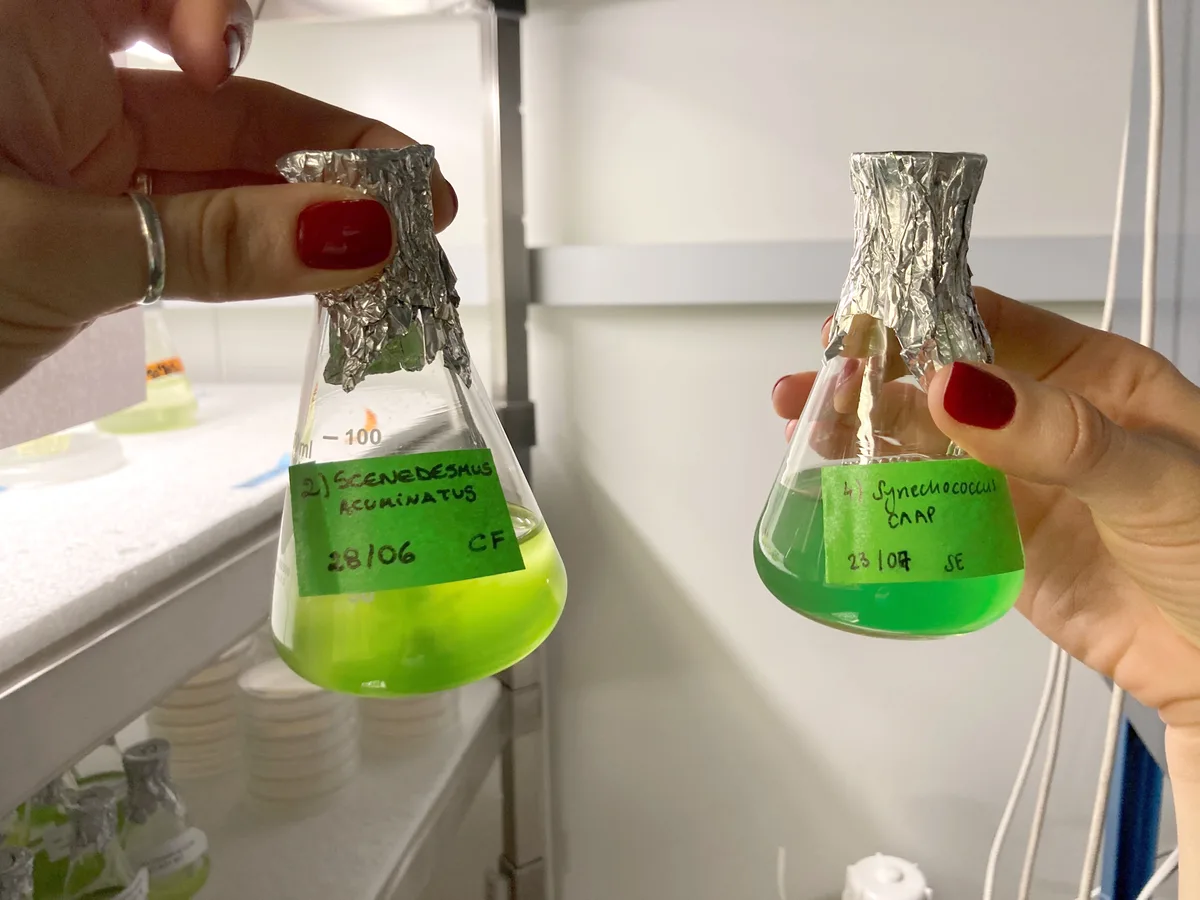 korr_eawag_forschung_algenkulturen Ökologin Vanessa Weber de Melo zeigt die leuchtend grünen Algenkulturen, welche immer wieder für Experimente verwendet werden., Ökologin Vanessa Weber de Melo will vorhersagen können, welche Stoffwechselprozesse vom Klimawandel wie betroffen sind., Der Massenspektrometer saugt die Proben selbstständig auf. Die Biologin muss ihn aber vorprogrammieren., Schön aufgereiht stehen die Algenkulturen im Inkubator, in dem man die Bedingungen genau kontrollieren kann.