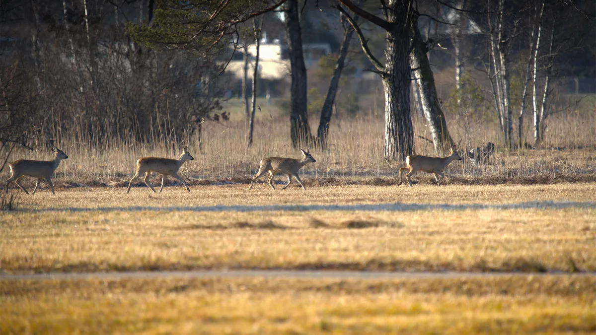 Platz 1 mit 253 Stimmen: «Rehe beim Sonntagsspaziergang im Robenhauserried», Platz 2 mit 187 Stimmen: Der Pfäffikersee im Abendlicht, Platz 3 mit 50 Stimmen: Alpenpanorama unter dem Vollmond vom Bachtel aus fotografiert, Platz 4 mit 37 Stimmen: Sonnenuntergang am Pfäffikersee, Paltz 5 mit 10 Stimmen: «Regenbogen-Sonnenuntergang» in Uster