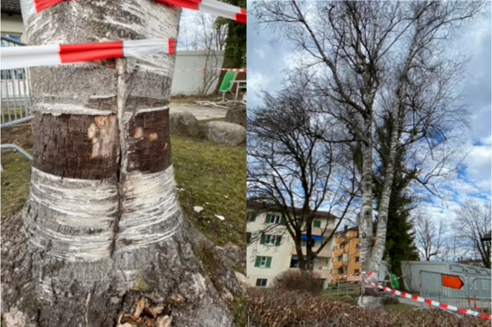 Weil diese Birke ein Sicherheitsrisiko darstellt, verschwindet sie bald aus Mönchaltorf.