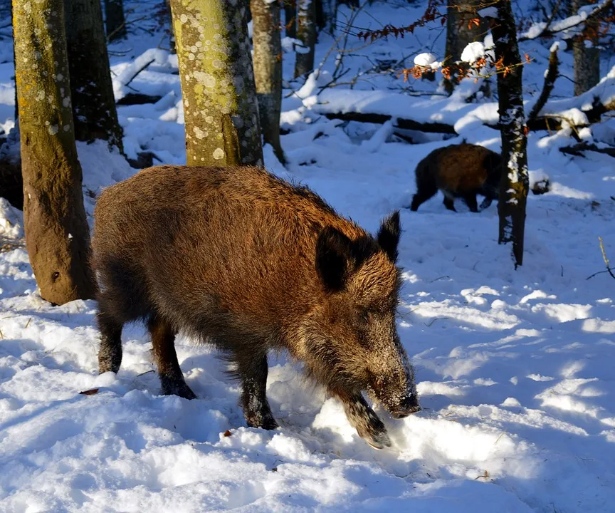 Im Tösstal gibt es immer mehr Wildschweine., Eine Wildschwein-Statistik fürs Tösstal gibt es nicht. Aber je näher man an Winterthur kommt, desto höher die Abschusszahlen., Jäger beobachten die Tiere auch mit sogenannten Wildcams, Kameras mit Bewegungssensoren.