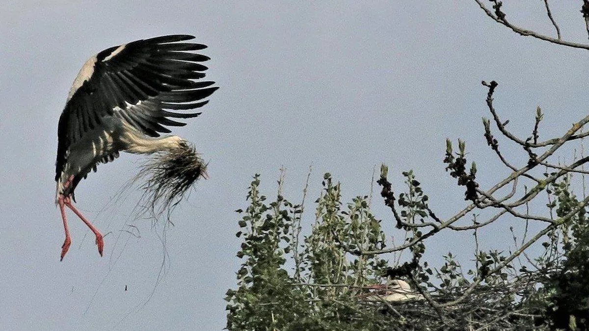 Platz 1 mit 83 Stimmen: Ein Storch beim Nestbau am Greifensee, Platz 2 mit 74 Stimmen: Der Mond mit einem Lichthof über Unterottikon, Platz 3 mit 56 Stimmen: «Spiegelung», aufgenommen in Auslikon, Platz 4 mit 22 Stimmen: Abendstimmung am Pfäffikersee, Platz 5 mit 15 Stimmen: Ein sonniger Tag in Gossau