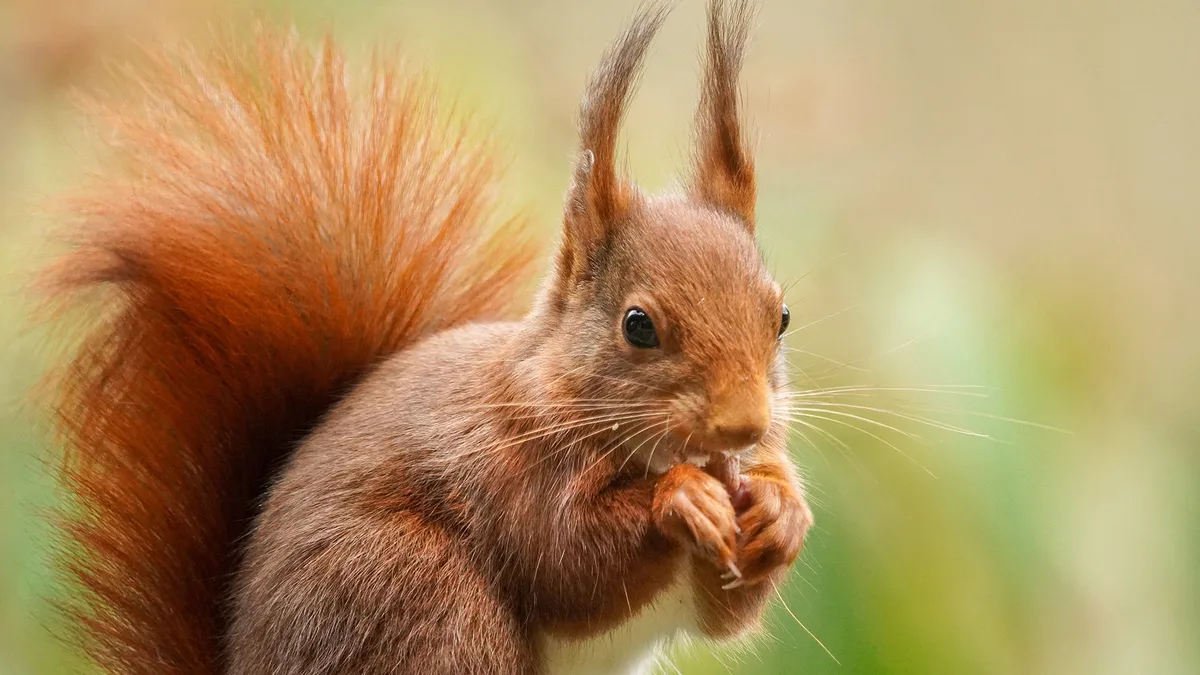 nicolas_hatt_aus_wetzikon_ein_eichhoernchen_zu_besuch_im_garten Platz 1 mit 58 Stimmen: Eichhörnchen zu Besuch im Garten, Platz 2 mit 52 Stimmen: Abendglöckchen aus Wetzikon, Platz 3 mit 49 Stimmen: Biene im Flug aufgenommen zwischen Wetzikon und Hinwil, Platz 4 mit 20 Stimmen: Abendstimmung am Pfäffikersee, Platz 5 mit 5 Stimmen: Krötenwanderung im Huckepack, aufgenommen in Illnau