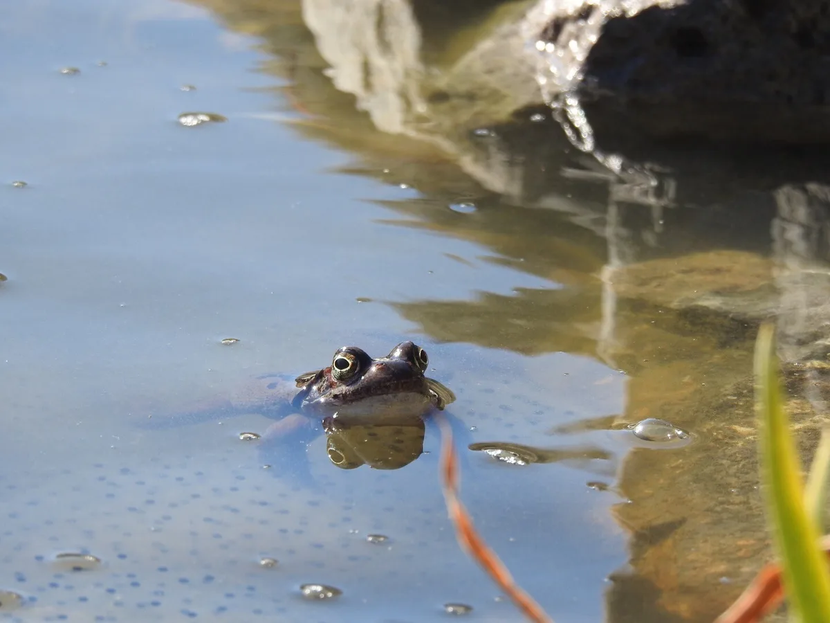 kroete_im_teich2 Die Frösche haben im Brauiweiher in Weisslingen zurzeit einen schweren Stand. Auch Kröten in der Region sind gefährdet., Auf diesem Foto von 2021 in ungewohnter Menge vertreten: Kröten in einem Teich in Wila., Die Tiere hatten dieses Jahr aufgrund der anhaltenden Trockenheit kaum einmal günstige Wanderbedingungen.
