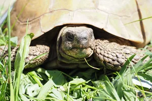 https-zueriost-ch-sites-default-files-media-2022-04-12-2015-04-23_150454-jpg Gestatten? Felix, griechische Landschildkröte, wohnhaft in Uster. , Seit 50 Jahren ist er Teil der Familie Schneider Niedermann. , Karin Niedermann war sieben Jahre alt, als ihr Vater das Tier auf der Strasse fand. , Felix ist gerade erst wieder aus der Winterstarre erwacht..., ... und aus seinem Erdloch gekrochen. , Erst einmal herzhaft gähnen! , Dann heisst es für den Dreckspatz..., ... erst einmal baden..., ... und wieder zu Kräften kommen. , Frisch gestärkt dreht er im Sonnenschein seine Runden im Garten.