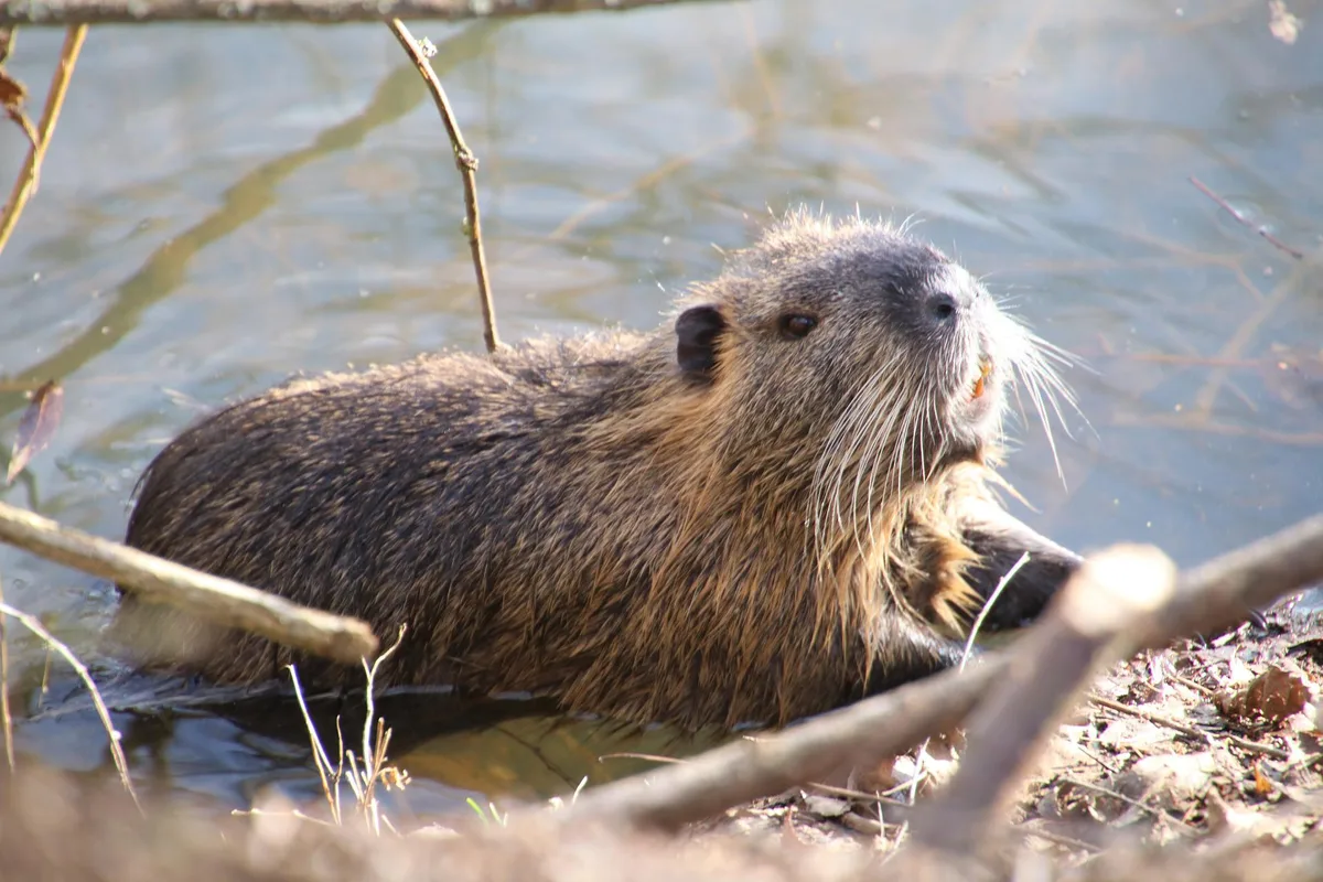 https-zueriost-ch-sites-default-files-media-2022-05-04-beaver-g0d2d69473_1920-jpg Im Schönauweiher in Wetzikon wurde ein Biber gesichtet. Ob dieser dort wohnt oder nur zu Besuch ist, weiss man nicht.
