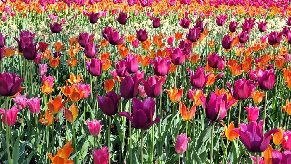 https-zueriost-ch-sites-default-files-media-2022-05-10-die_tulpen_zeigen_sich_von_ihrer_schoensten_seite_in_grueningen_karin_buehler_aus_grueningen-png Platz 1 mit 189 Stimmen: Die Tulpen zeigen sich von ihrer schönsten Seite in Grüningen, Platz 2 mit 159 Stimmen: Goldene Lichter im Hittnauer Wald, Platz 3 mit 71 Stimmen: Boote die sich im Pfäffikersee spiegeln, Platz 4 mit 28 Stimmen: Soeben gekalbert in Tagelswagen, Platz 5 mit 11 Stimmen: Das Wasser im Bach scheint noch ein bisschen kühl sein am Pfäffikersee