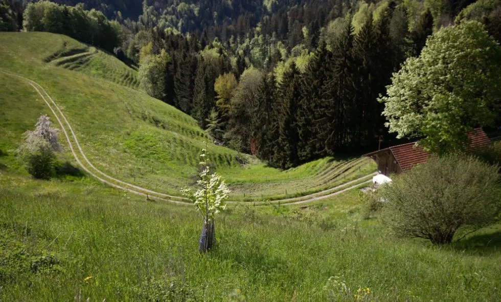 Im Vordergrund ein neu angepflanzter Baum auf einer steil abfallenden Wiese. Im Hintergrund ist ein grosser Wald zu sehen. 