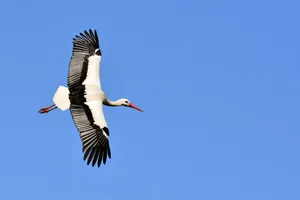 https-zueriost-ch-sites-default-files-media-2022-05-27-storch-jpg Das gewässerreiche Oberland ist bei den Störchen generell beliebt. Sie nisten an mehreren Orten in der Region (Symbolfoto)., Jetzt aber nistet ein Storchenpaar erstmals auch auf dem Hochkamin der ehemaligen Spinnerei Streiff in Aathal., Gleich drei Jungstörche gibt es in diesen Tagen im Nest oberhalb der Lokremise Uster (Symbolfoto).