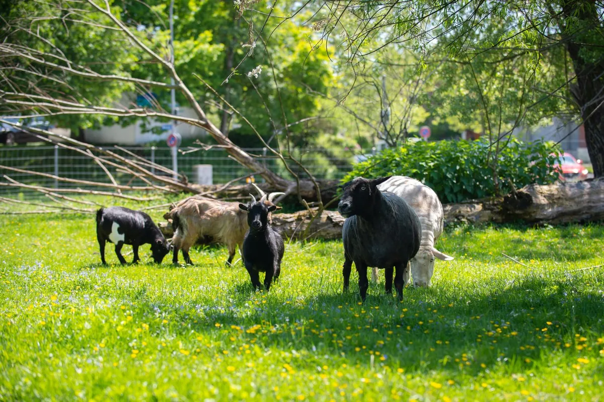 Die Suche nach einem Gnadenhof für die Tiere gestaltet sich schwierig. (sbo) Drei Ziegen und zwei Schafe weiden auf der Wiese gleich neben der Werkstatt.