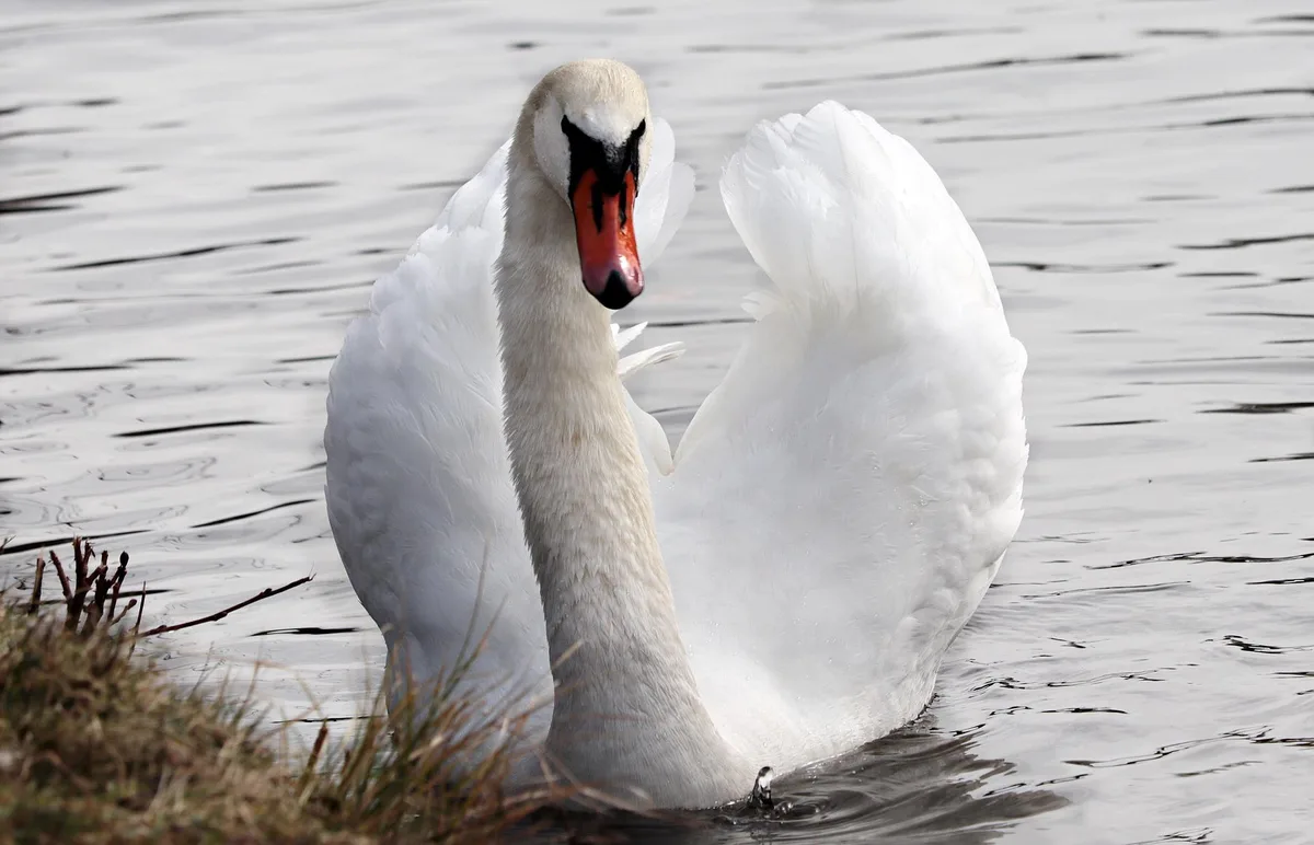 swan-4007868_1920