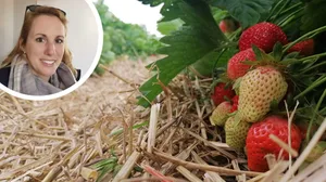 20220531-bildkombo-priska Priska Morf betreibt mit ihrem Mann seit zehn Jahren ein Selbstpflückfeld für Erdbeeren in Wangen., Patrick Vollenweider baut in Illnau Erdbeeren an. Diese erlitten im heissen Sommer vor zwei Jahren sogar Sonnenbrand.