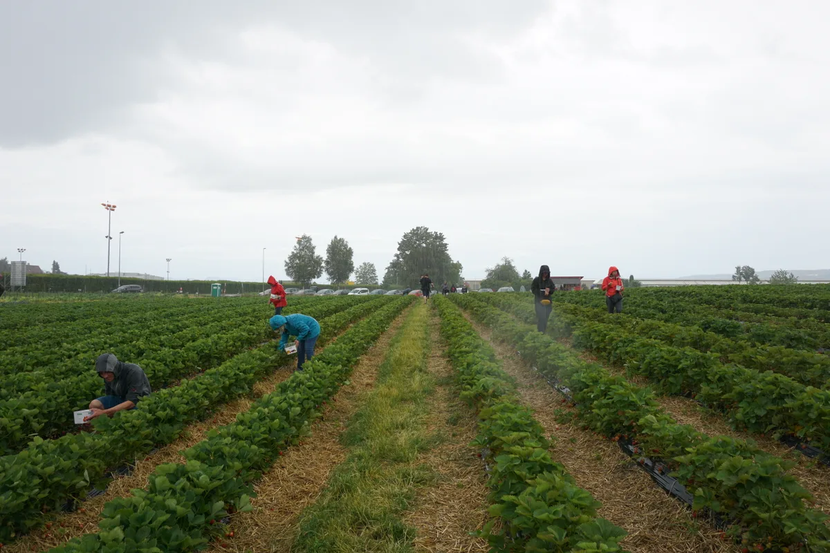 dsc03863 Beerenpflücken für Singles: Das Wetter spielte nicht ganz mit. , Eine Teilnehmerin pflückt eine reife Erdbeere. Zum Nummern-Tausch kam es aber nicht. , Auch wenn niemand die grosse Liebe gefunden hat, die Erdbeeren schmeckten allen. , Das Erdbeerfeld bietet viel Platz. Der Austausch unter den Singles kam etwas zu kurz.