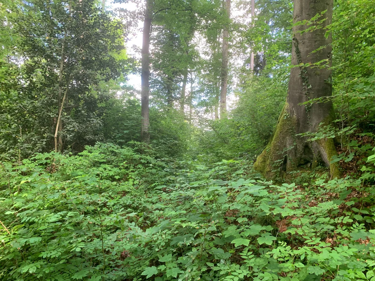 Wald mit vielen grünen Pflanzen.
