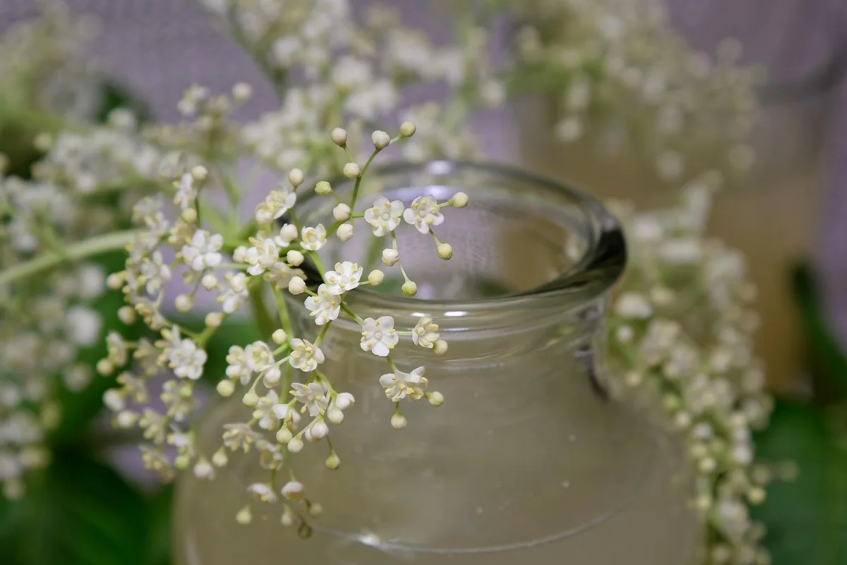 holunderbluetensirup Zwischen Mai und Juli können Holunderblütendolden in der Natur gepflückt werden., Die wässrige Farbe täuscht: Hier steckt viel Süsse drin.