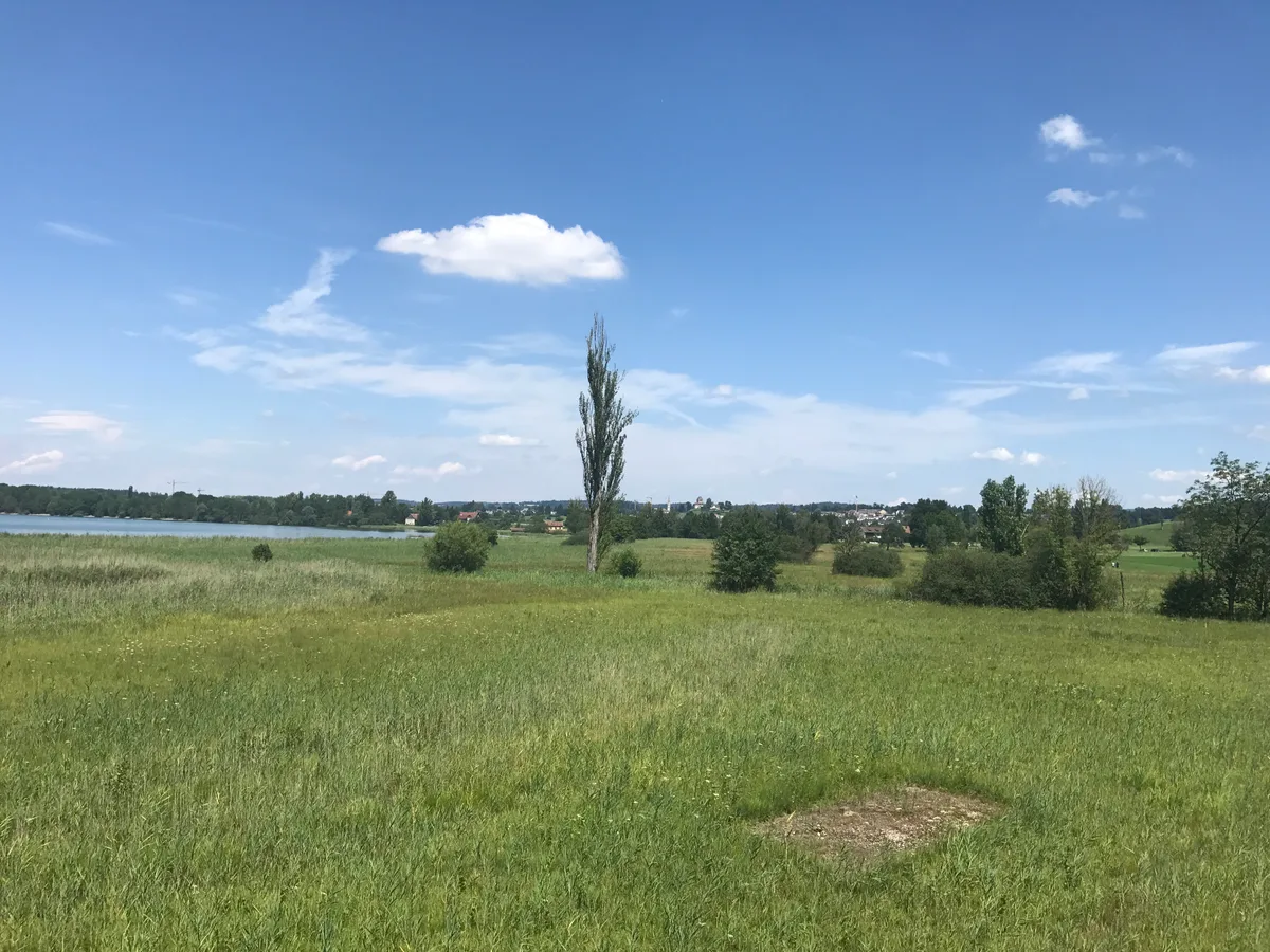 Riet südlich von Riedikon. Auch zur Römerzeit war der See von Moorlandschaften umgeben. Ganz rechts ist der Anstieg zum Bergli