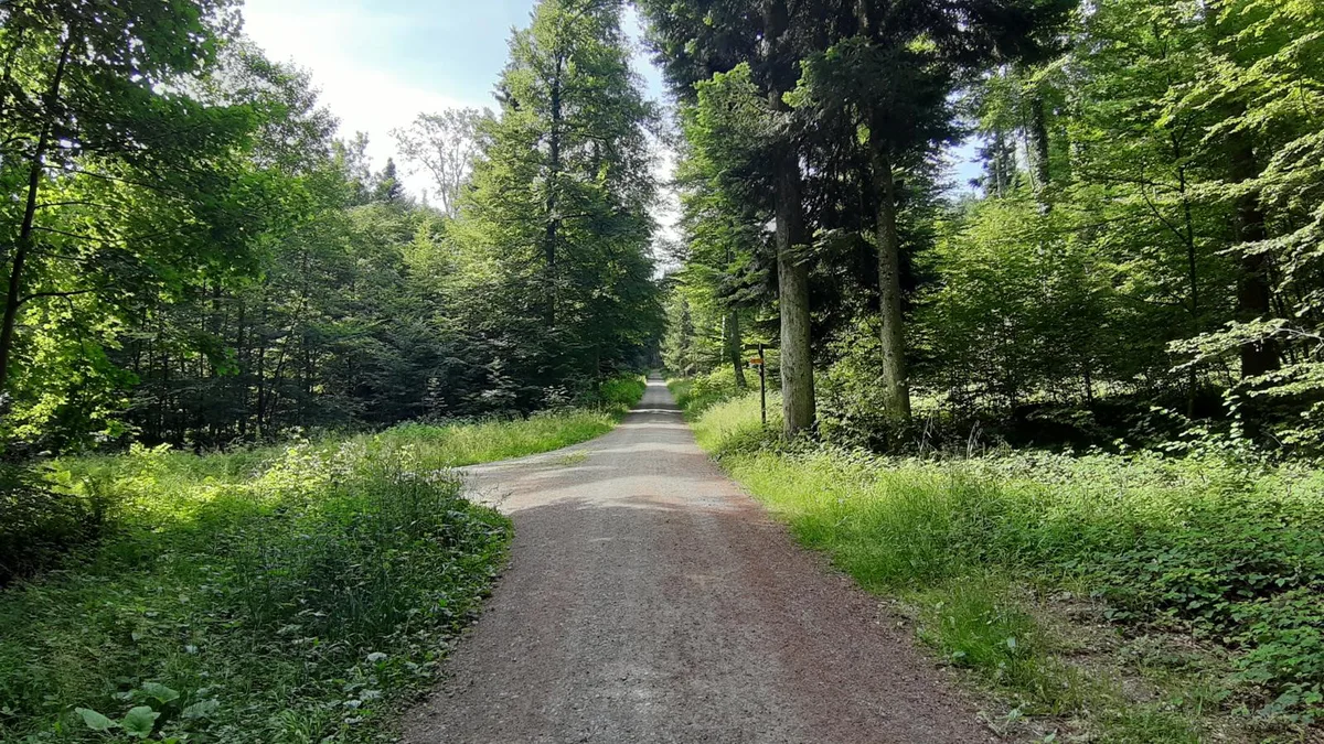 Waldweg