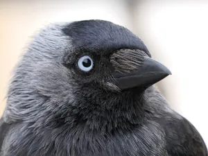 jackdaw-3528869_1920 Unklar bleibt , ob die Dohlen im nächsten Frühjahr wieder in der Burg nisten. , Seit 1991 befinden sich Nistkästen auf dem Dachboden der Burg. Probleme mit dem Marder gab es bisher nie - bis heute., Normalerweise lebt in der Burg Uster eine ganze Kolonie von Dohlen. Doch nun sind nur noch vereinzelte Vögel zu sehen. , Damit die Dohlen während ihrer Brutzeit nicht gestört werden, bleibt die Terrasse in dieser Zeit geschlossen.