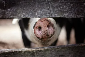 schwein_pixabay_1867180_960_720 Mehreren Schweinen auf einem Hof in der Region ging es dreckig. Jetzt wurde der Tierhalter bestraft.