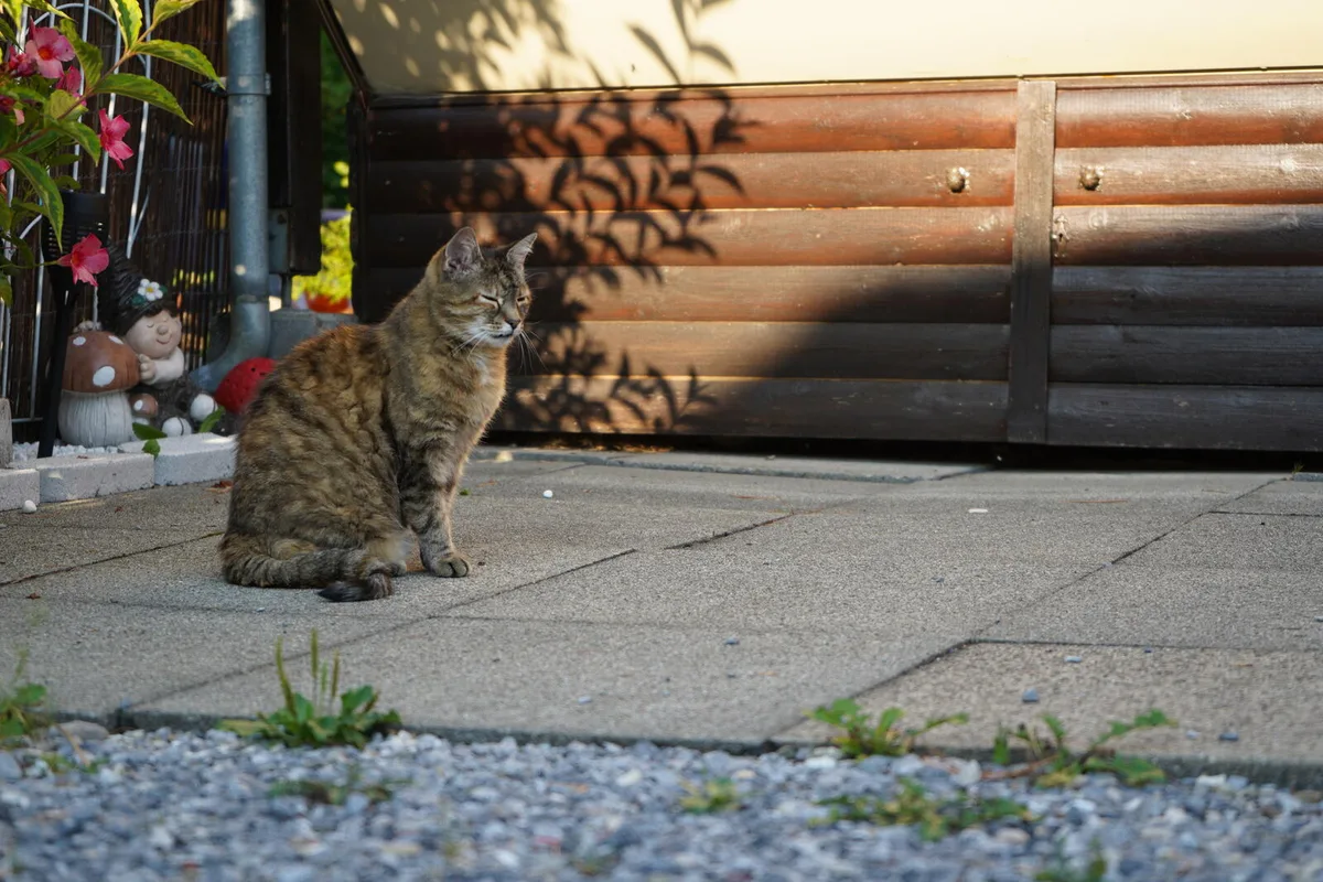 Eine grau gestreifte Katze sitzt vor einem Wohnwagen auf einer Betonplatte.